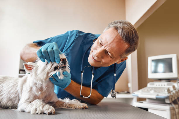 Best Holiday Emergency Dentist in North Yelm, WA